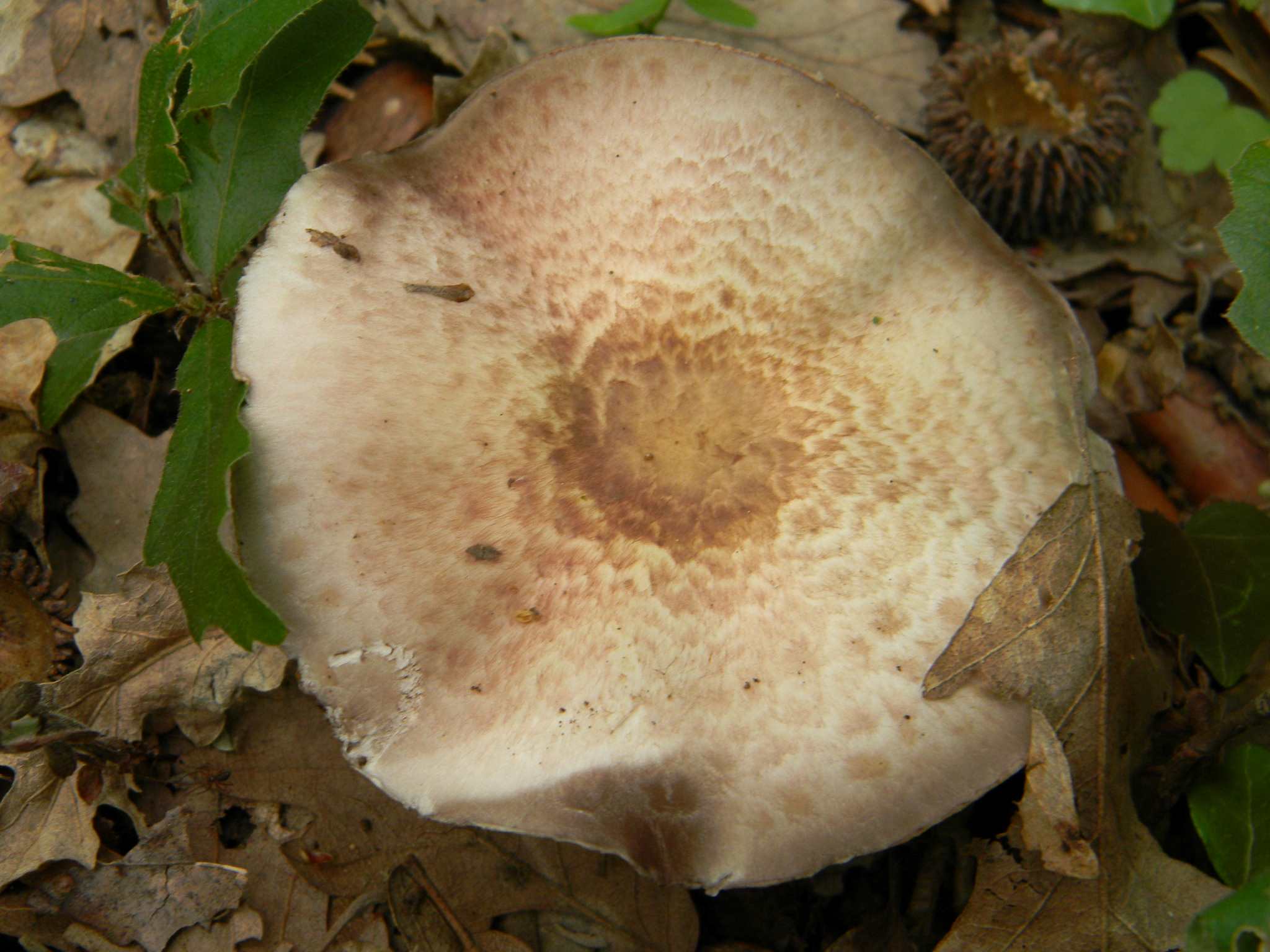 1707 Giugno vecchio ritrovamento